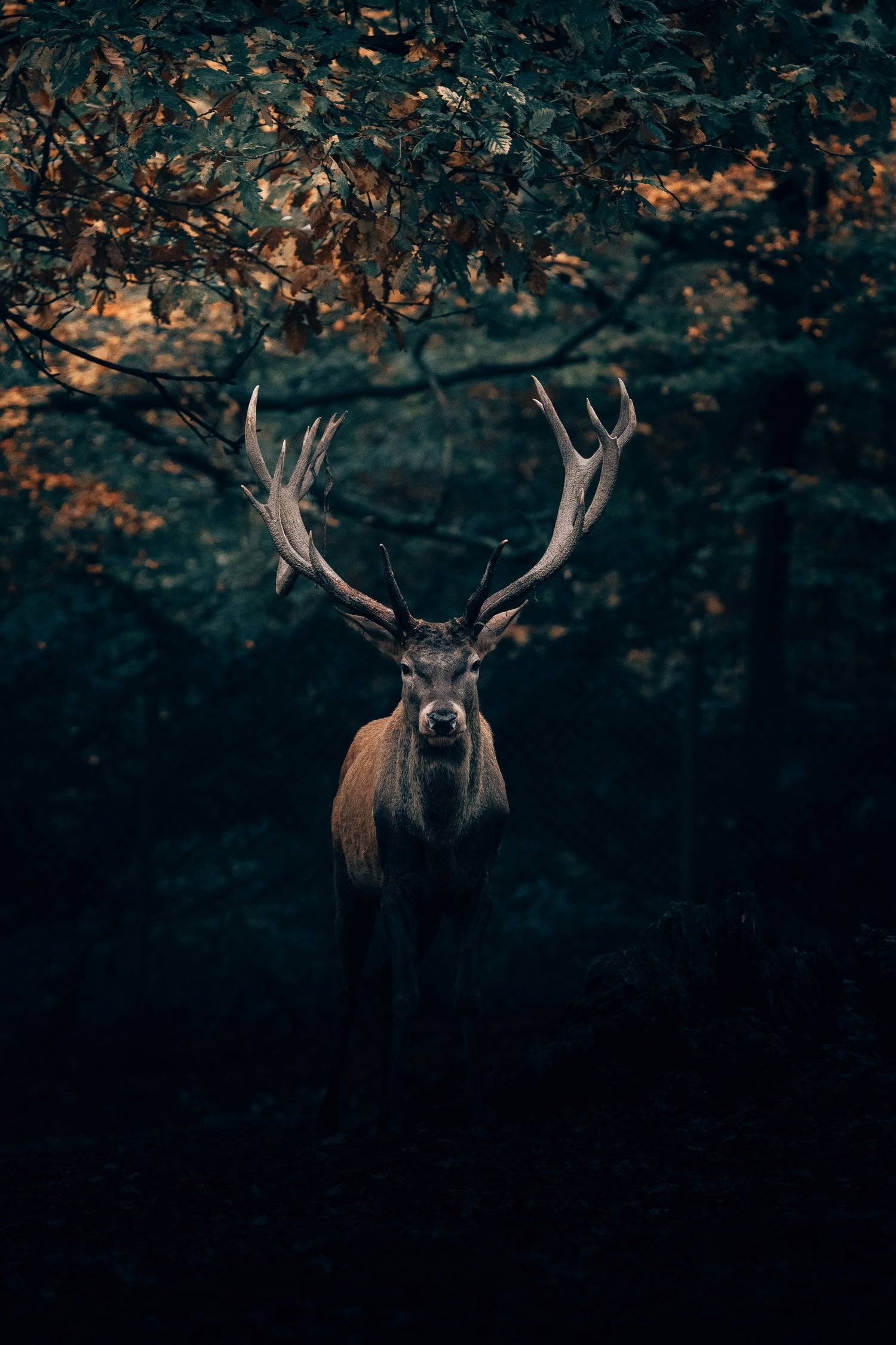 Bow, Barrel & Reel